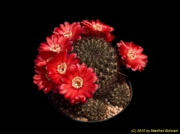Sulcorebutia steinbachii v. tintinensis Hs57a 2021